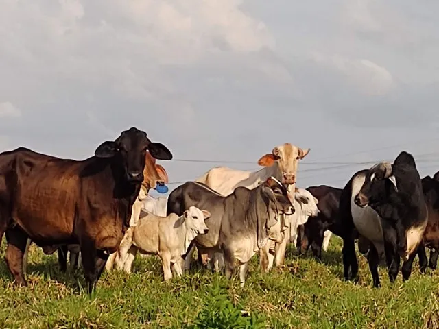 250 Hectares fazenda pronta por 5,5 milhões porteira fechada