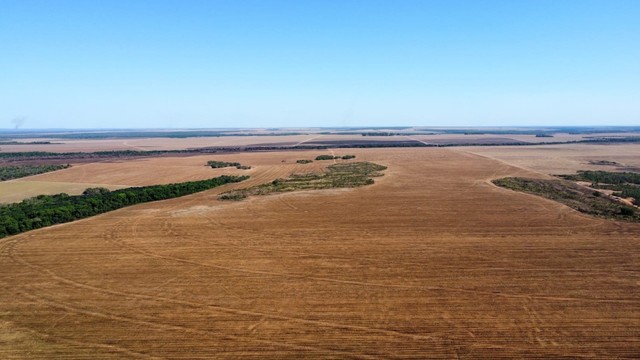 Fazenda 11 mil  Hectares  município de Pedro Afonso  - Foto 4