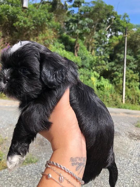 Filhote Shih Tzu - macho - Foto 3