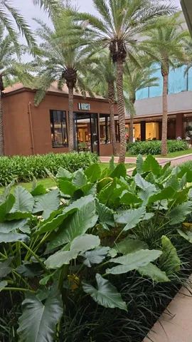 Alocasia Orelha de elefante ? - Foto 3