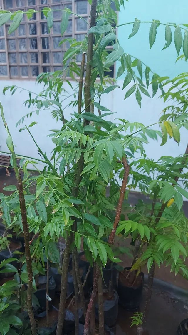 Frutíferas  e ornamentais..caja manga,cítricas Figo , Oliveira, jabuticaba, gueroba, coco - Foto 3