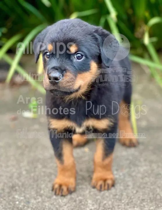Rottweiler Cabeça de Touro a pronta retirada, ainda hoje 119-727.277-78
