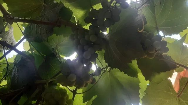 Mudas de Uvas Niagara Rosada - Foto 6