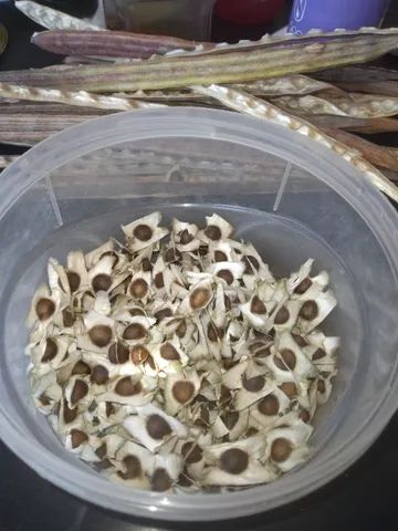 2.000 Sementes de Moringa Oleifera  - Foto 4