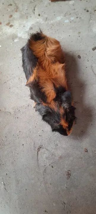 Porquinhas da índia  - Foto 3