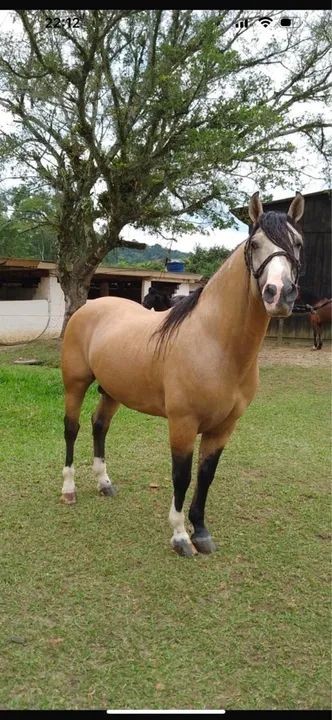 Vendo cavalo Crioulo e carroça.