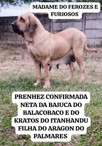 Fila Brasileiro - Cachorros e acessórios - Vila Sueleny (Rubião