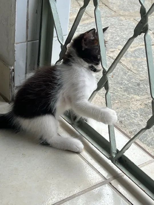 Gatinhos para doação  - Foto 4