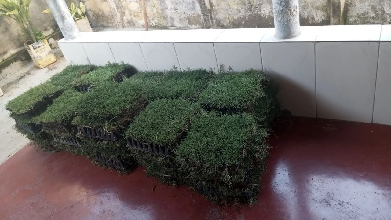 Gramas fértil  - Foto 4