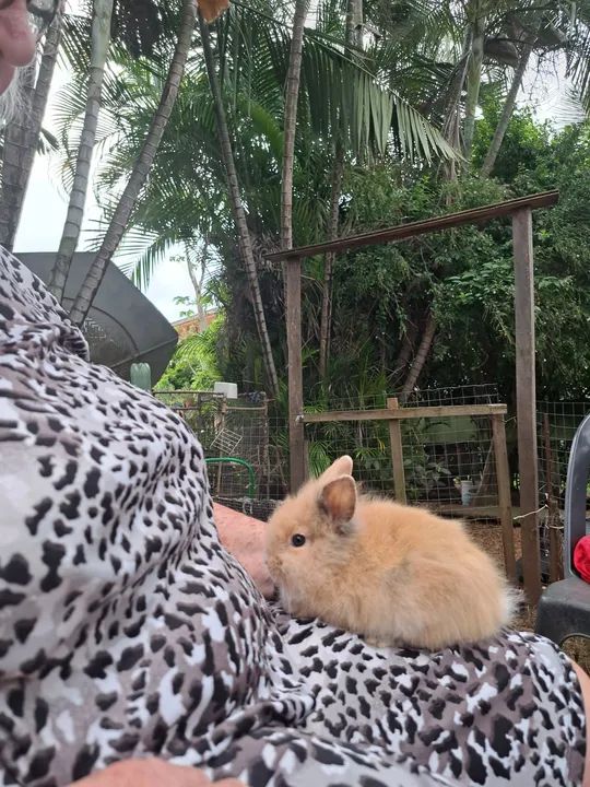 Coelhinho fofinho para venda - Foto 5