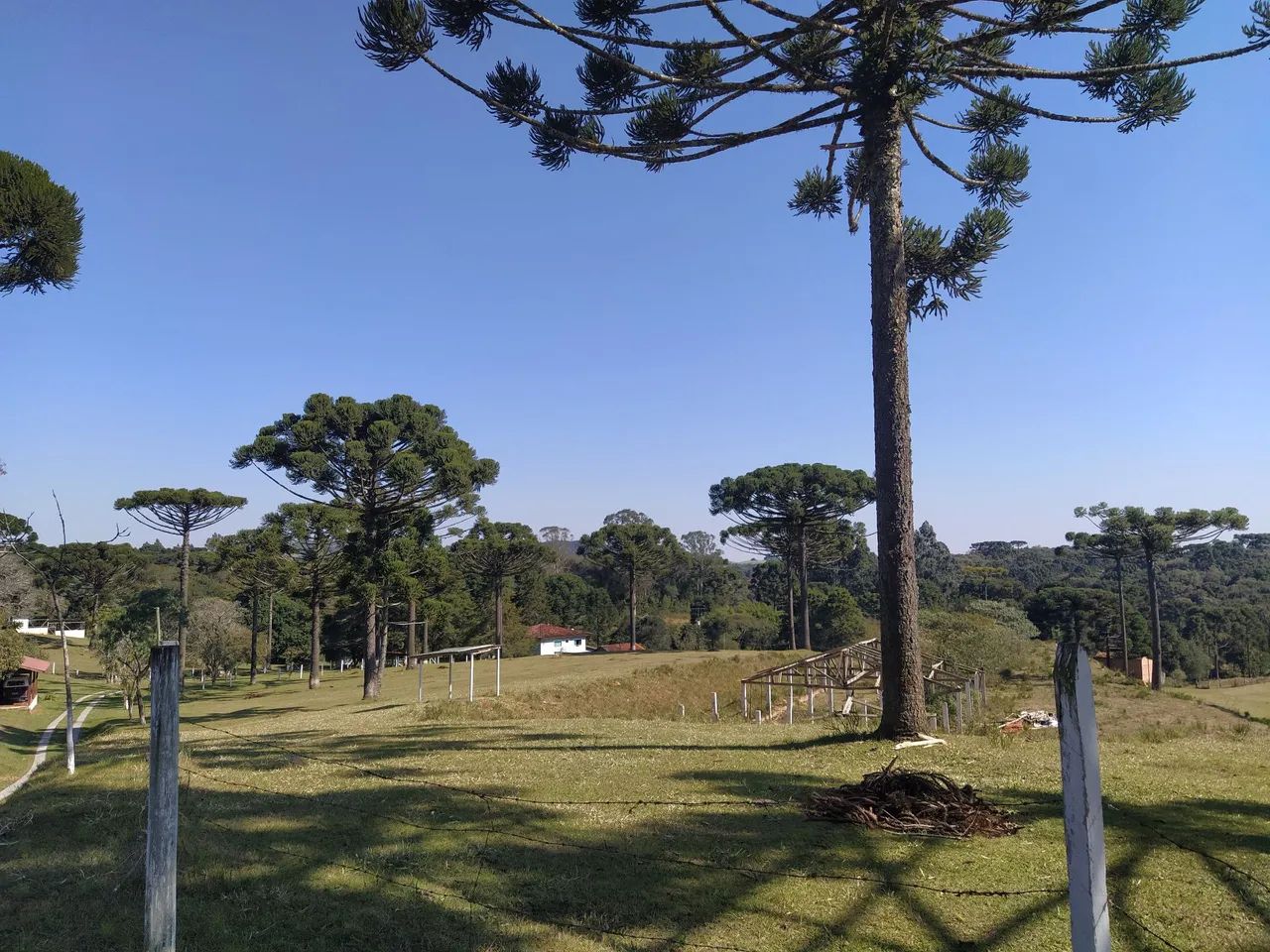 Paraíso do sul 