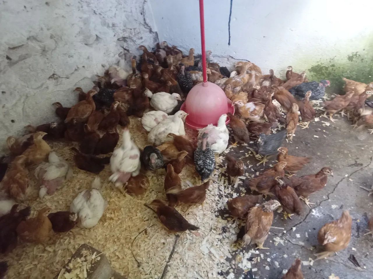 Embrapa 051 - Foto 4