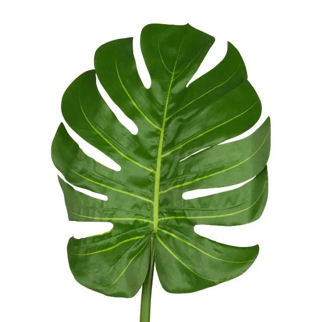 KIT 25 FOLHAS COSTELAS DE ADÃO