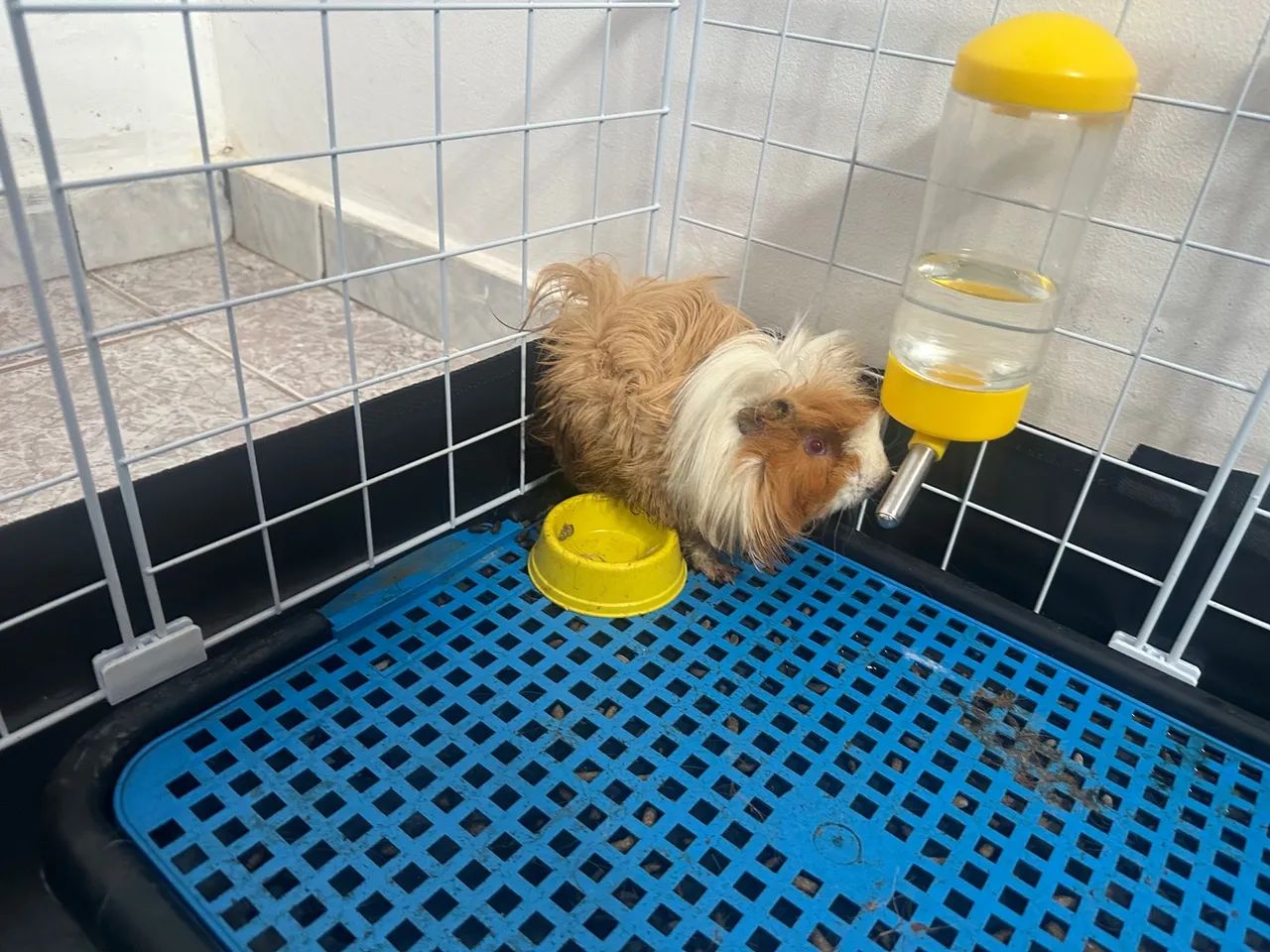 Porquinho da Índia - Fofo e Brincalhão - Foto 2