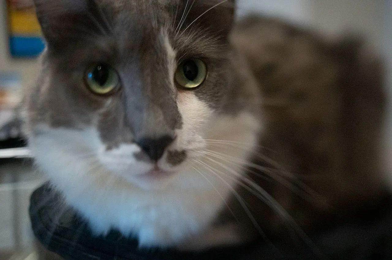 Lente Canon FD 35mm f/2.8 Tilt-shift - Foto 4