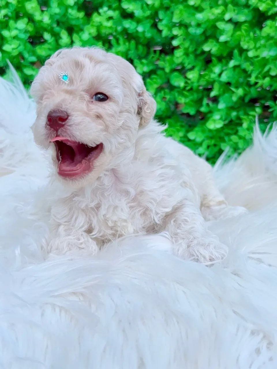 Full Grown White Maltipoo White Maltipoo Puppy Maltese Poodle