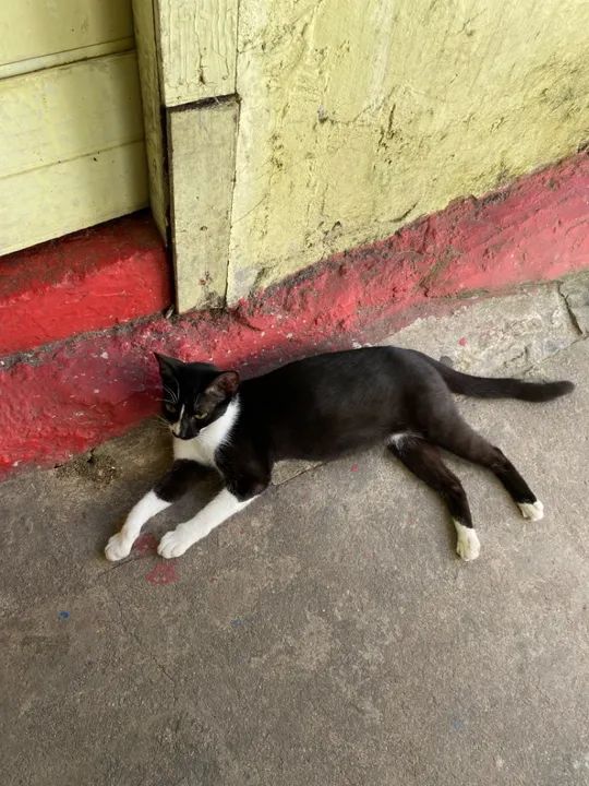 Gata para doação  - Foto 3