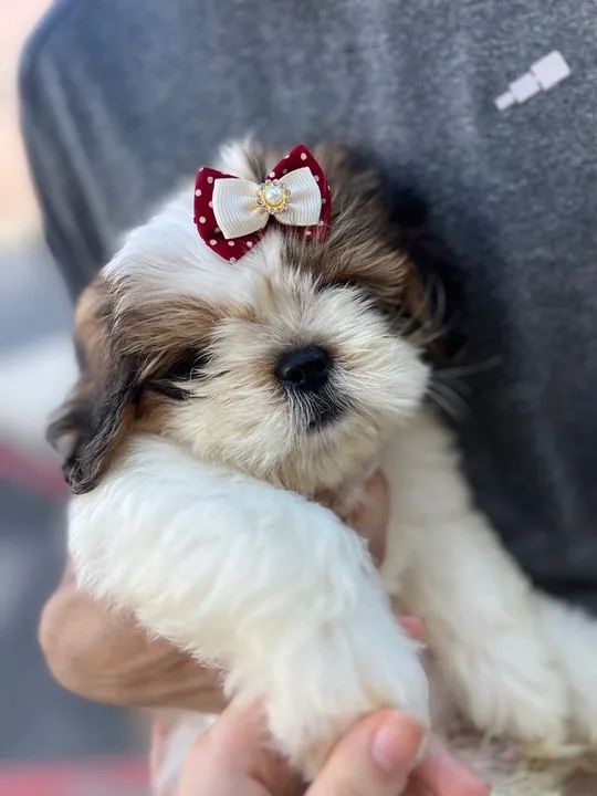 Filhote Shih Tzu Fêmea