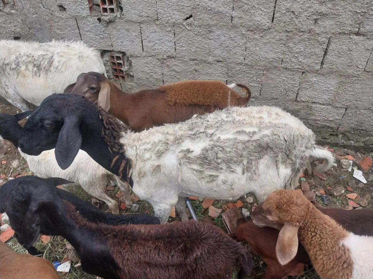 Ovelhas e carneiros pra venda  - Foto 6