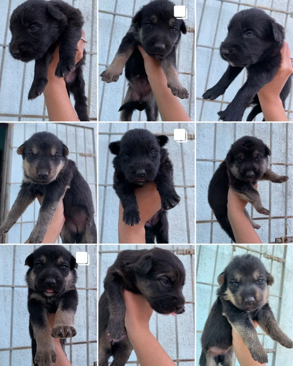 Vendo filhotes de Pastor Alemão