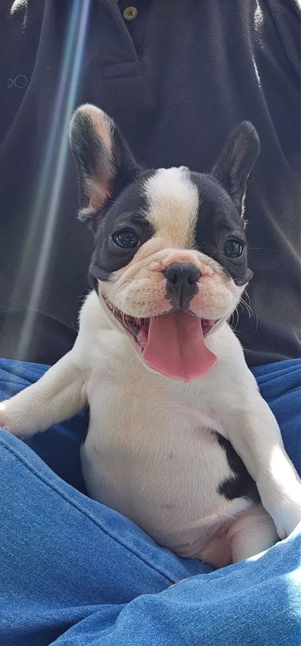 Filhotes de buldogue francês 