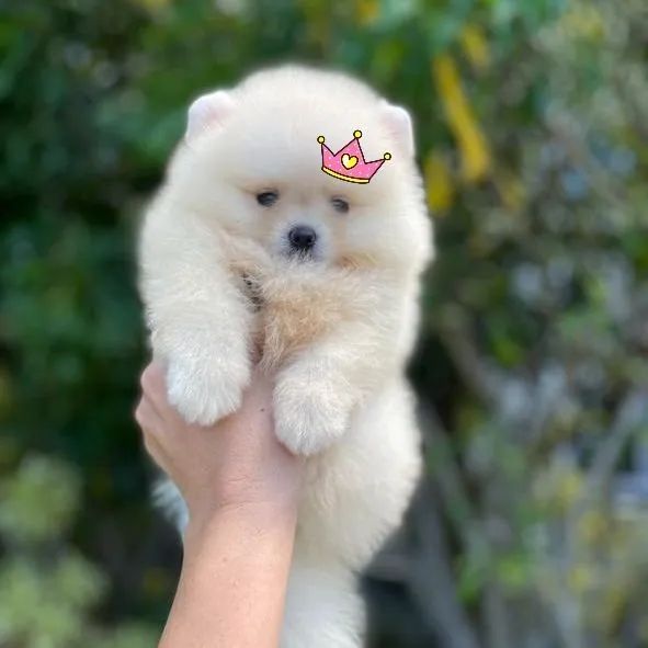 A mais linda chegou Lulu da Pomerânia Ursinha - Foto 5