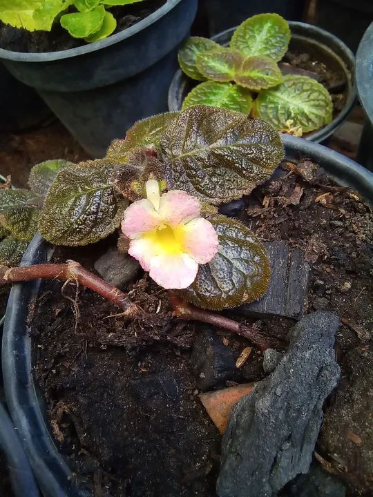 Muda de Flor Amarela. Episcias ou planta tapete a partir de 10,00 reais - Foto 6