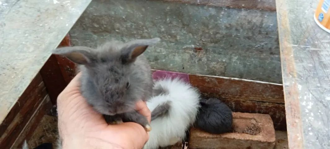 Filhotes de Coelho da Raça Angorá - Foto 4