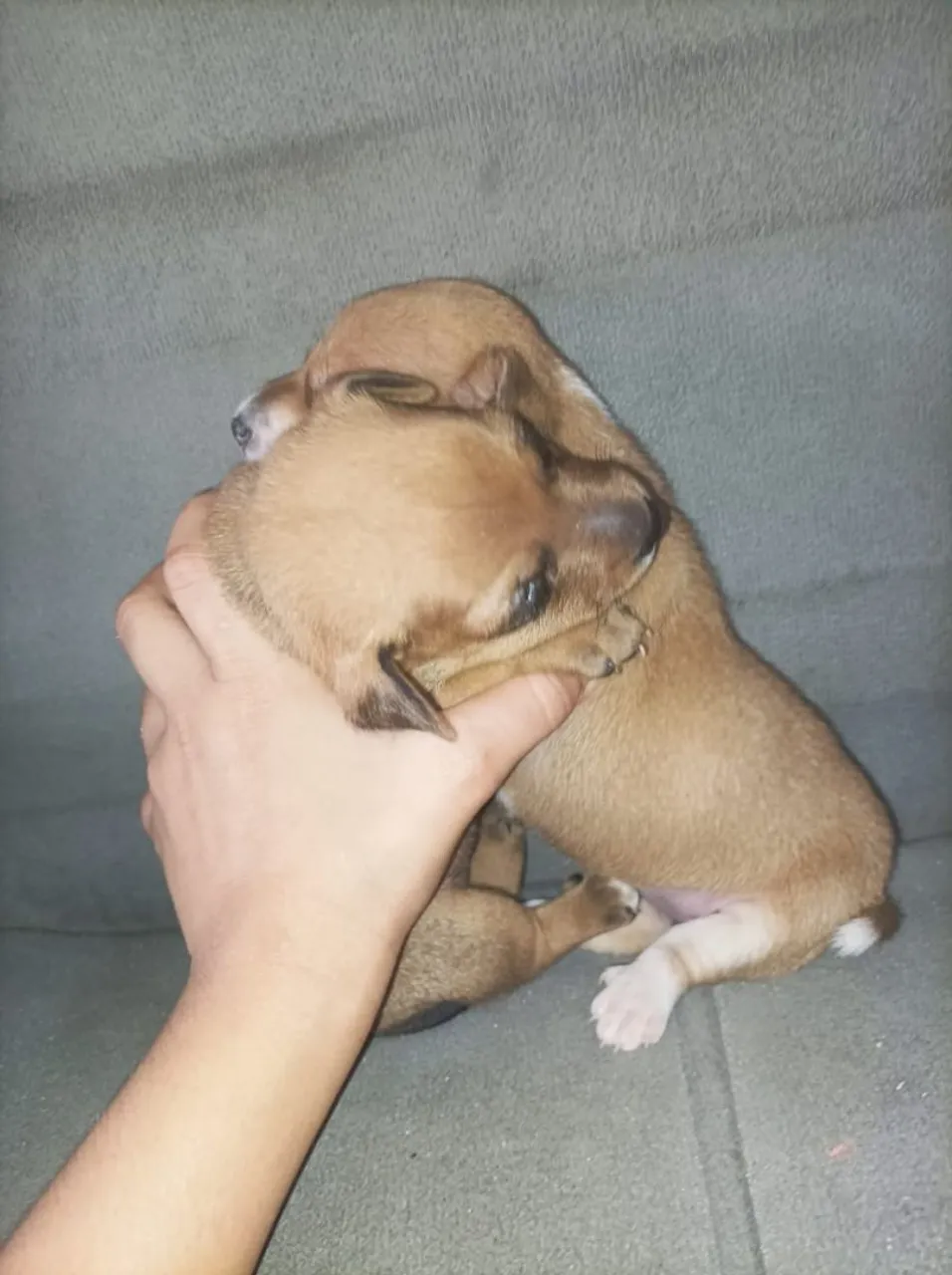 Vendo casal de pinscher n 1