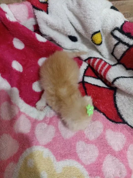 Gato Persa Fêmea - Canoas/RS - Foto 5