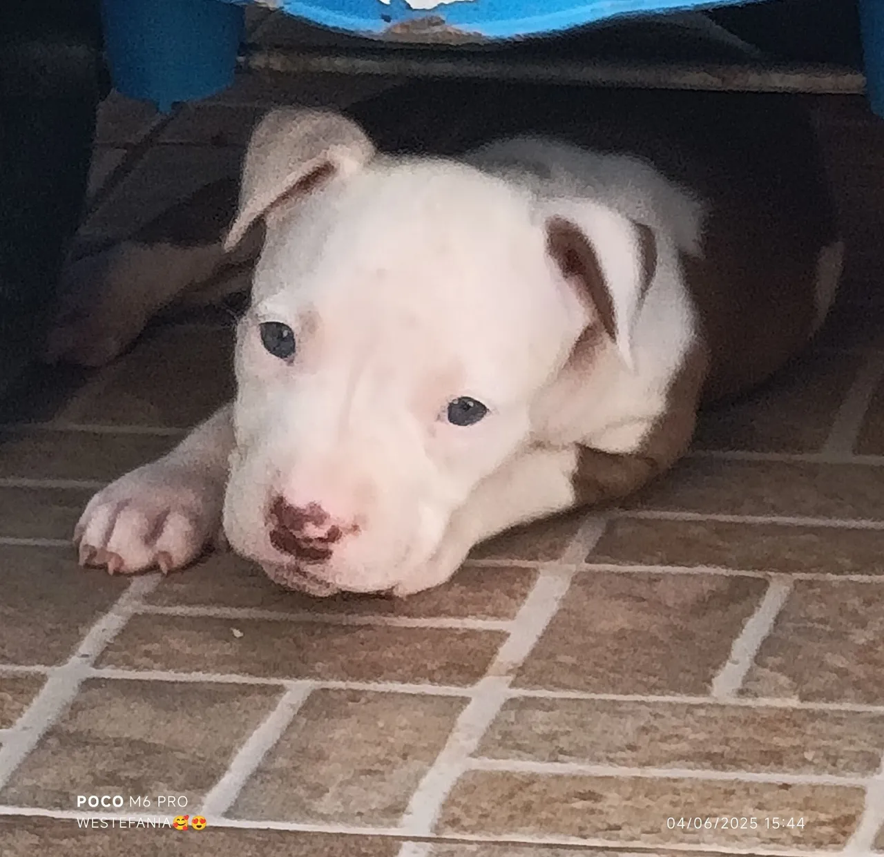 Filhote de Pitbull para vendas