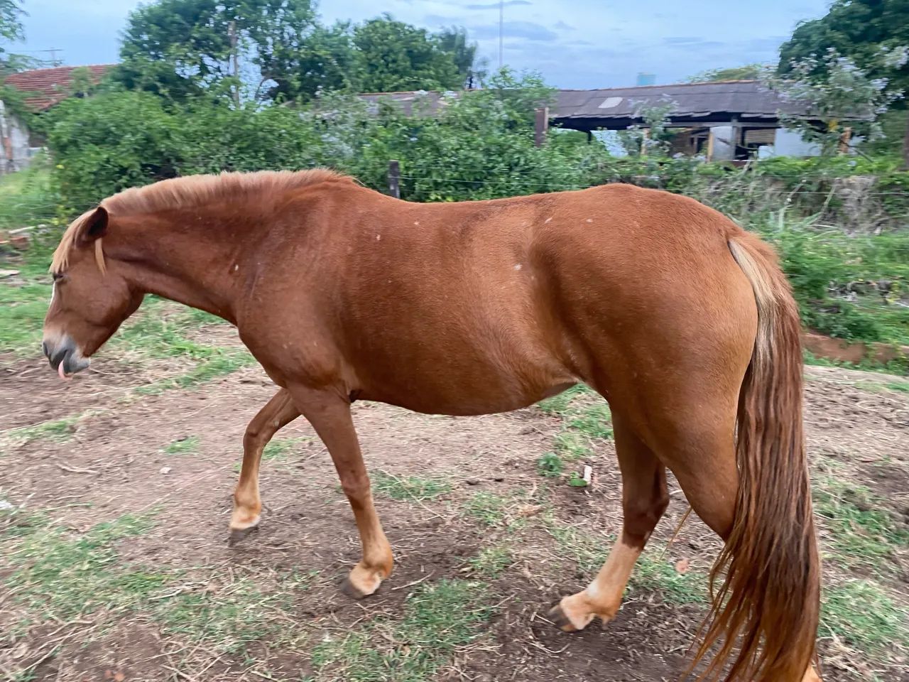 VENDO 2 ÉGUAS  - Foto 4