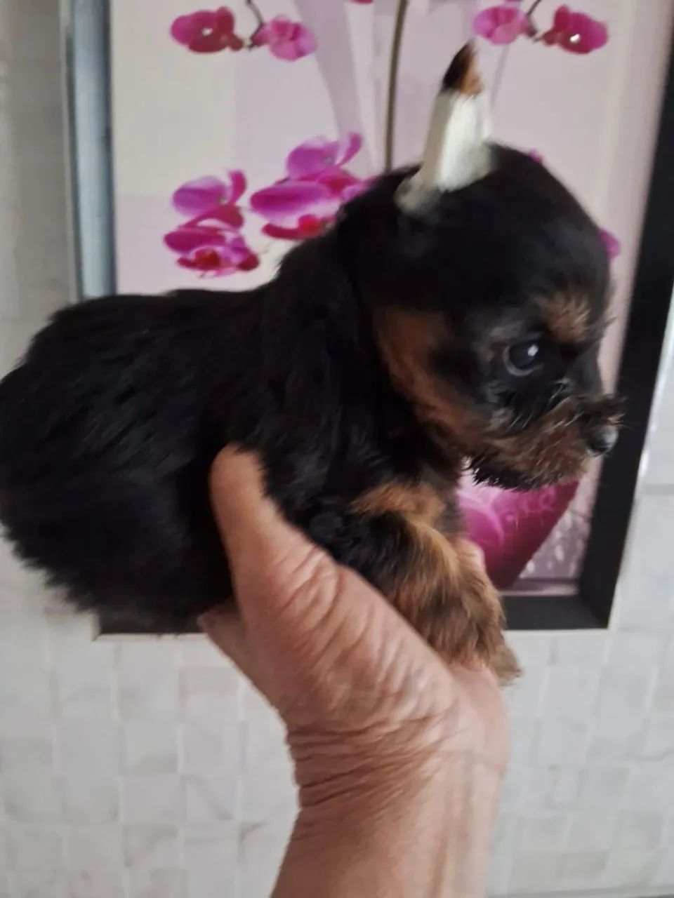 Filhotes de Yorkshire pequenos com garantia 