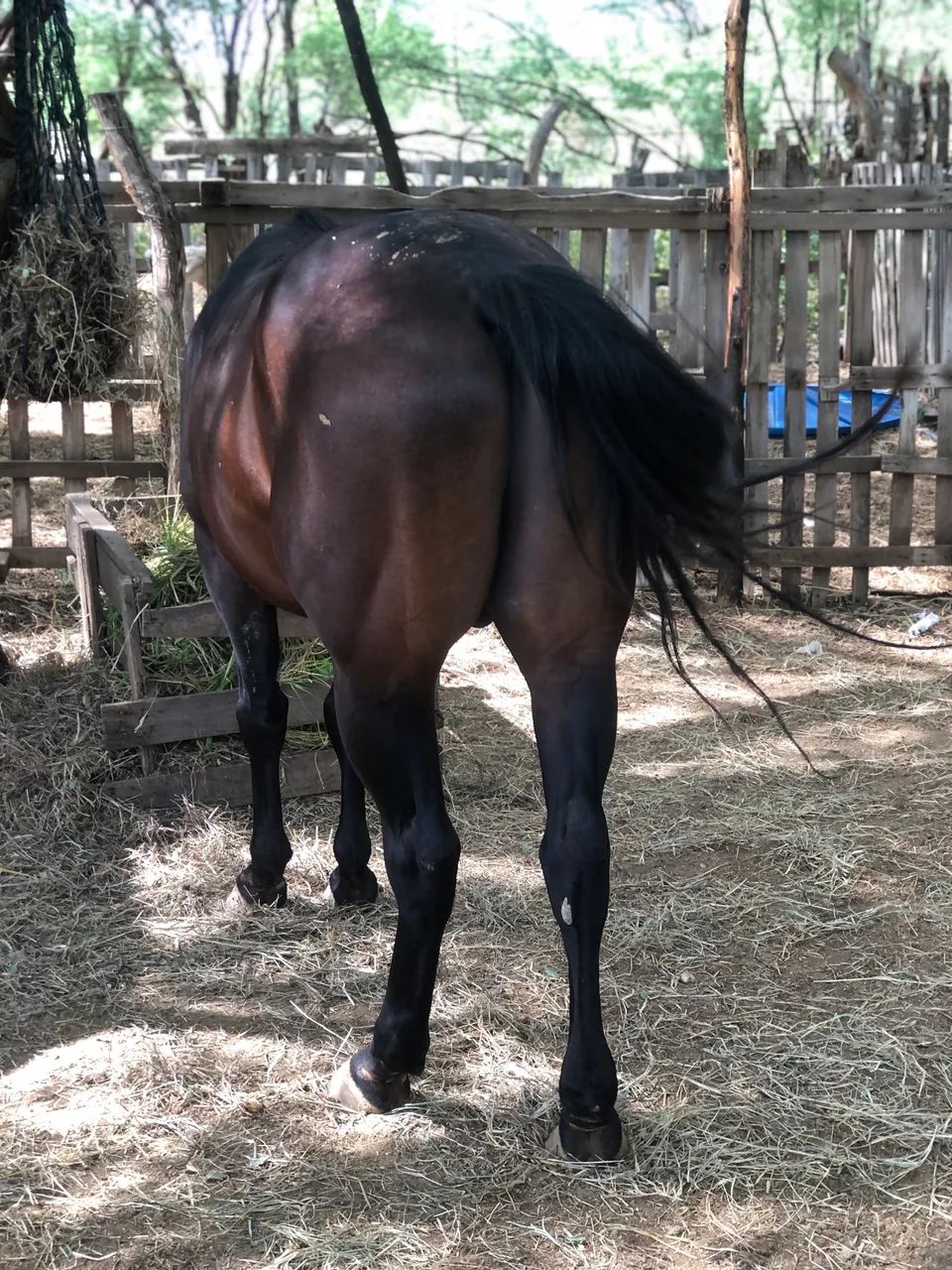 Vendo cavalo manso de sela - Foto 6