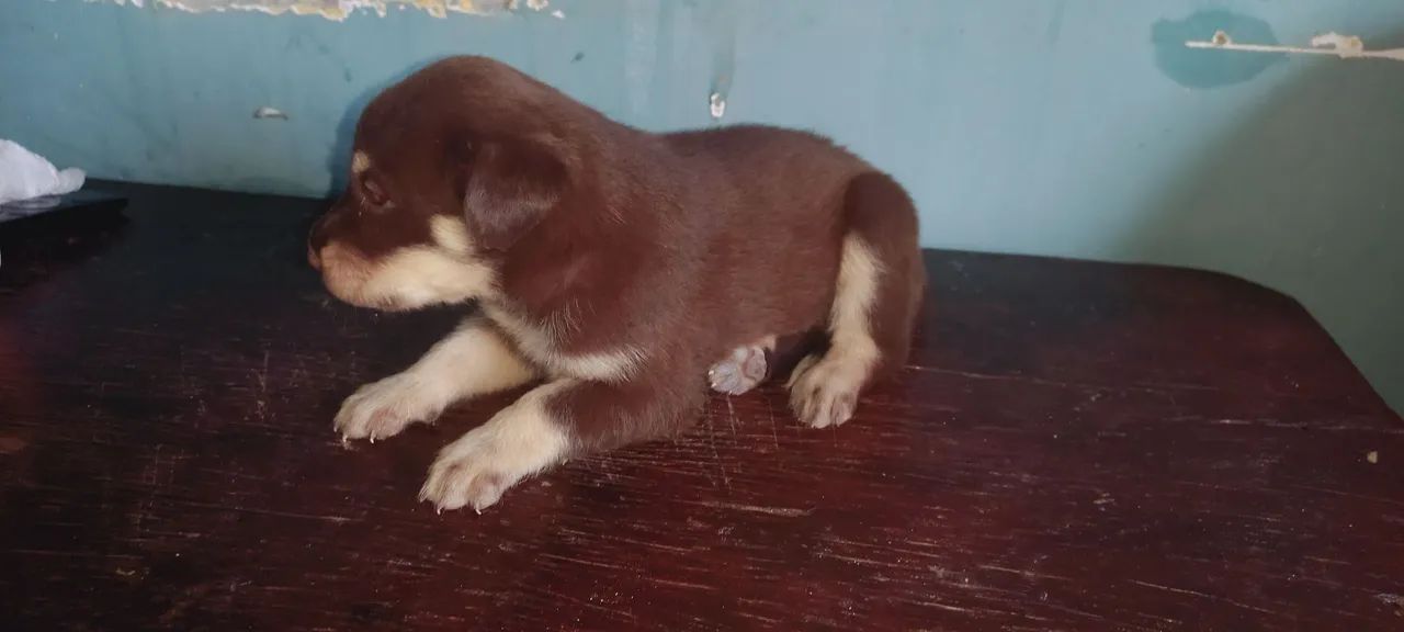 Filhote de cachorro marrom - Foto 4