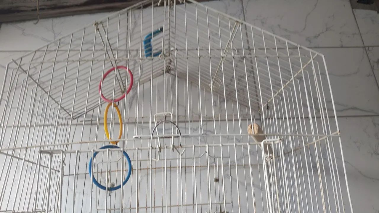 Parakeet Cage64293275638146123