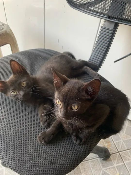 Gatinho preto lindo para adoção - Foto 2