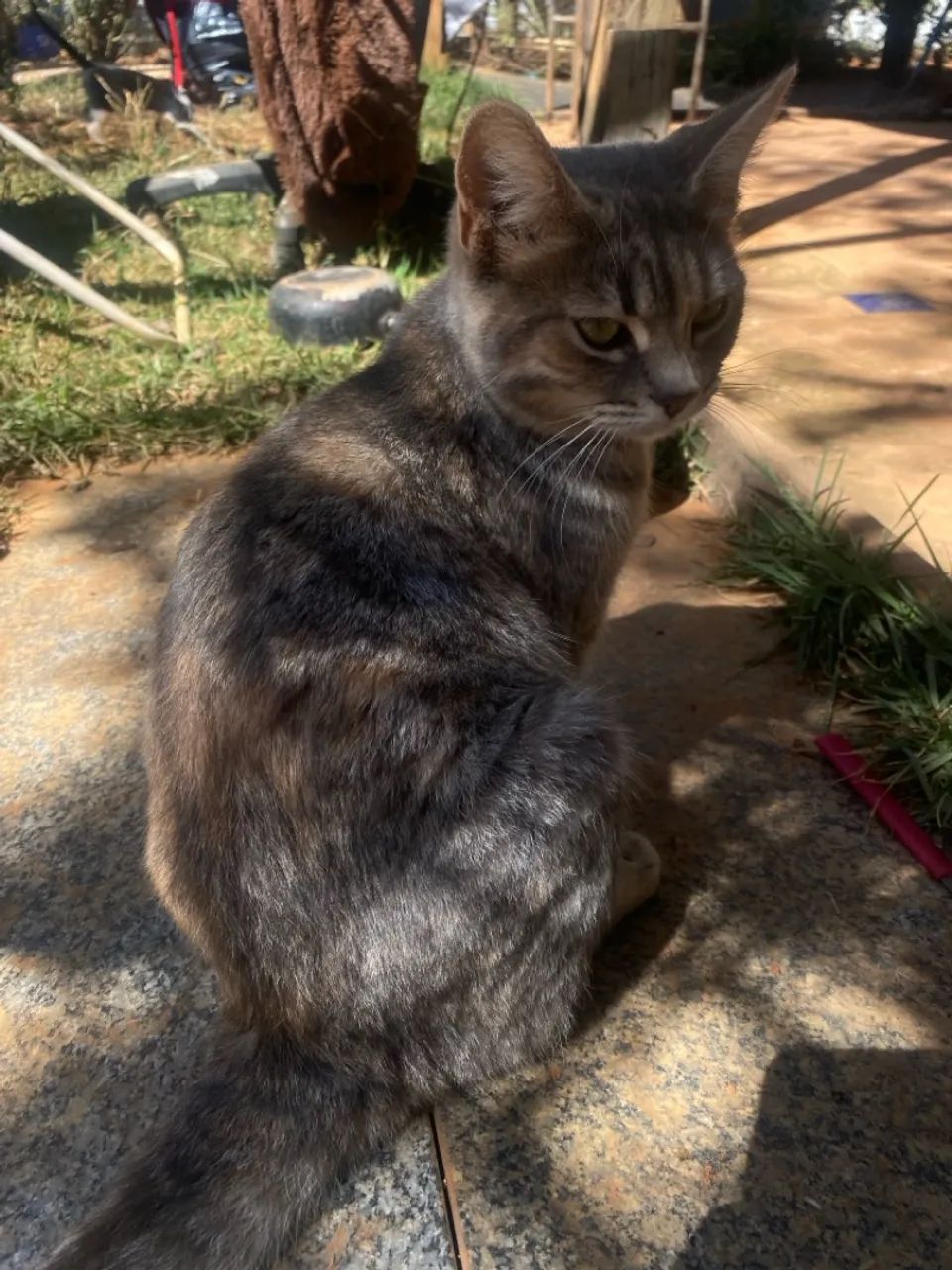 Gatinha cinza para adoção - Foto 2