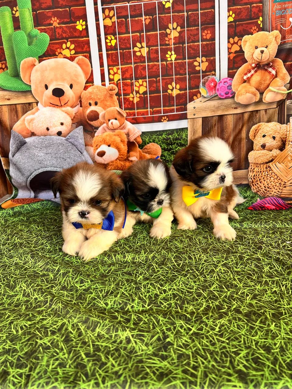 Shih tzu Machos disponíveis vacinado