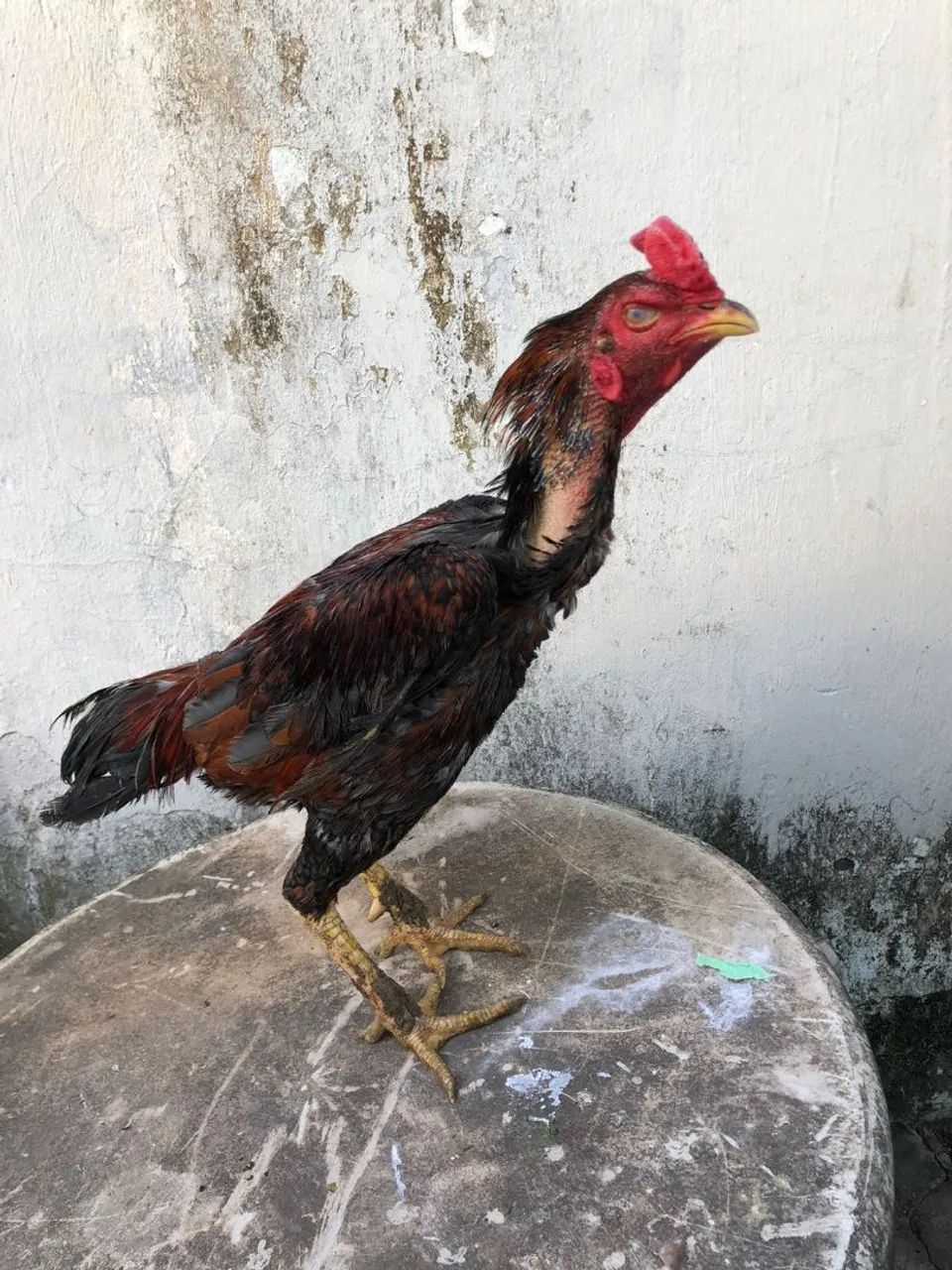 Galo bom e barato - Foto 4