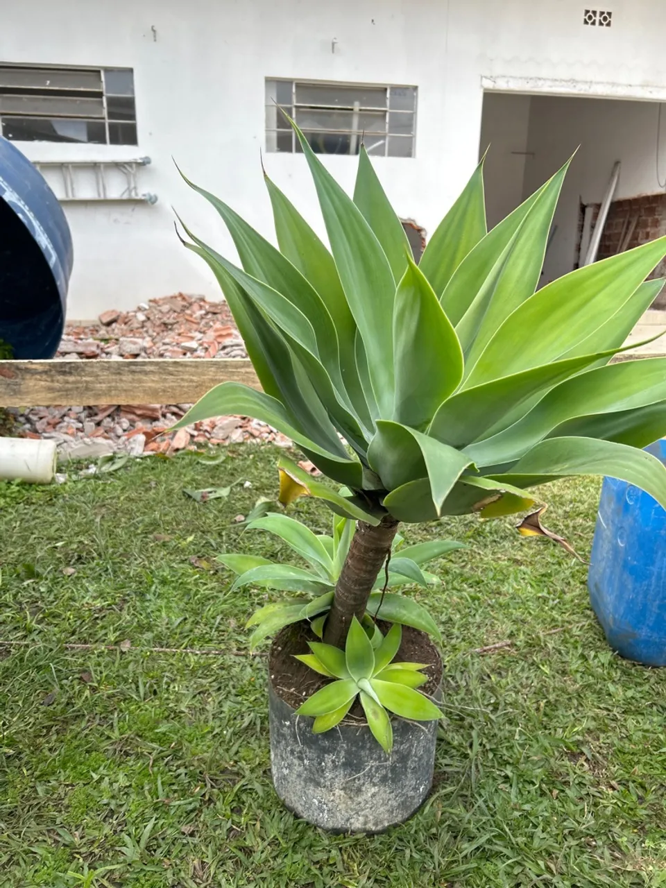 Agave Americana Gigante - Linda e Saudável