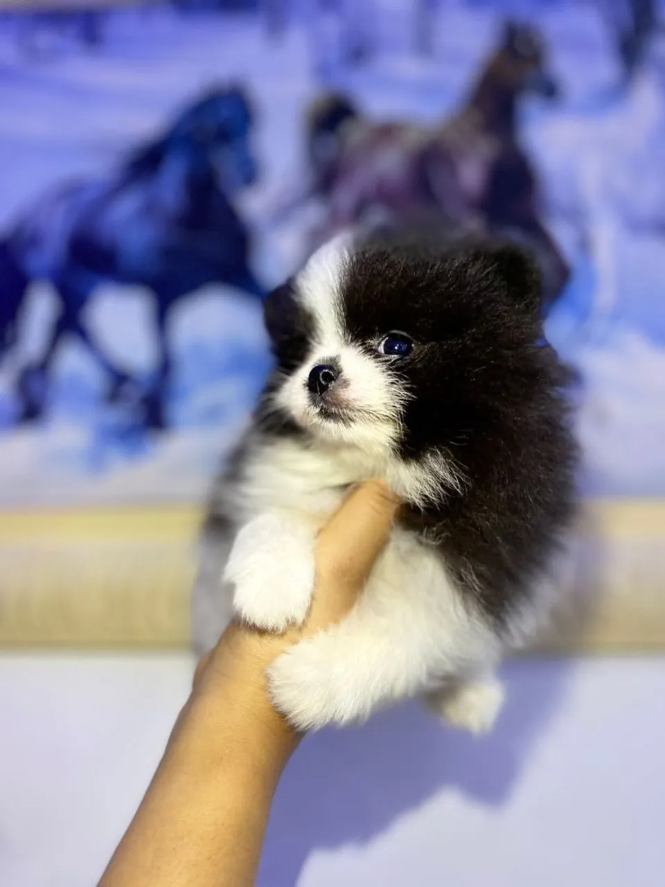 Lulu da Pomerania ursinho