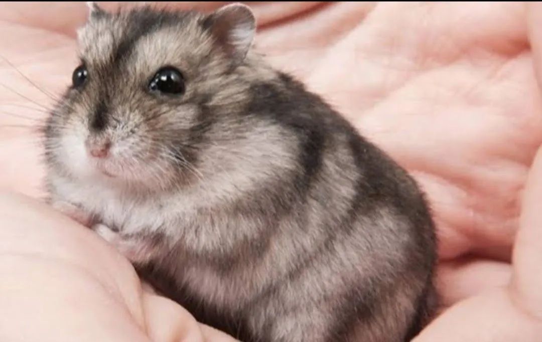 Hamster fofinho - Foto 3