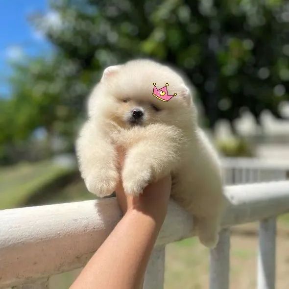A mais linda chegou Lulu da Pomerânia Ursinha - Foto 3