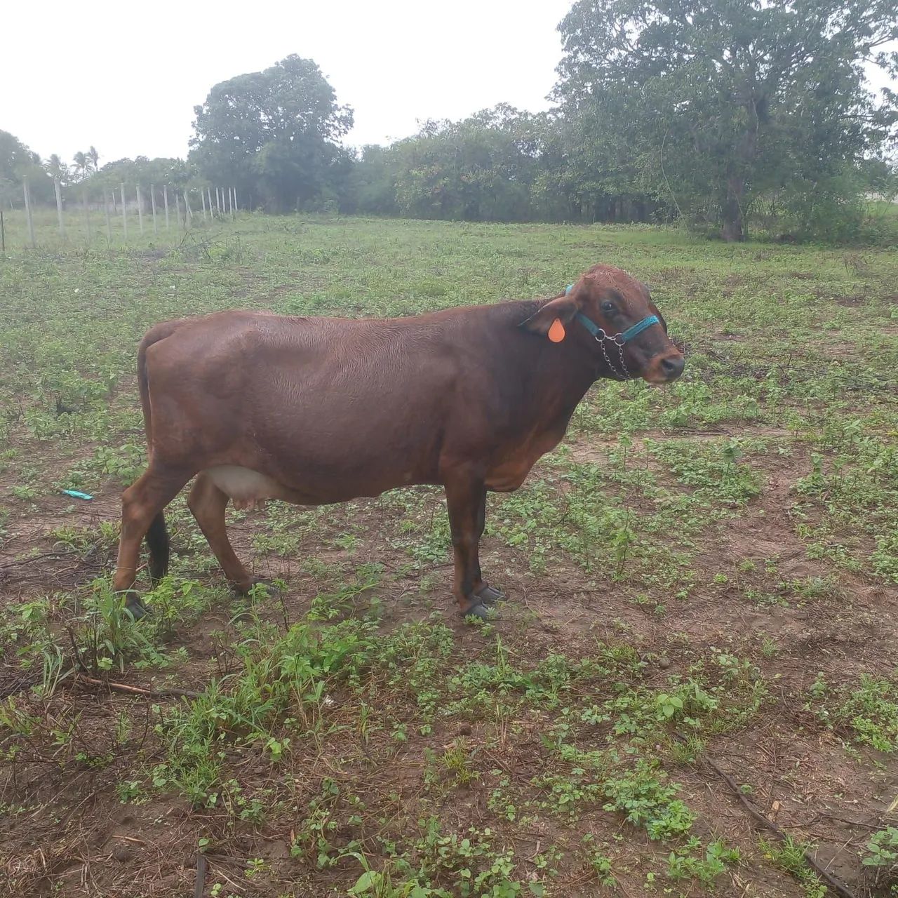 Vendo linda vaquinha gesse com girolando... - Foto 5