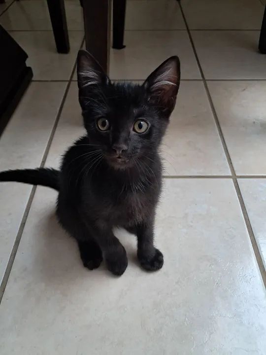 Doa-se filhotes gatos (ignorem o valor) - Foto 3