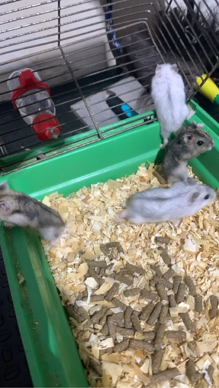 Vendo hamister e assessorias - Foto 2