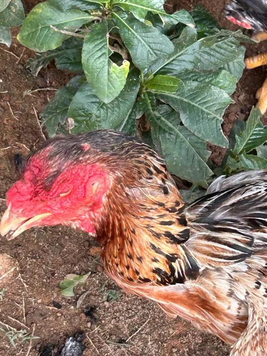 Casal de Índio Gigante - Crista Bola - Foto 2