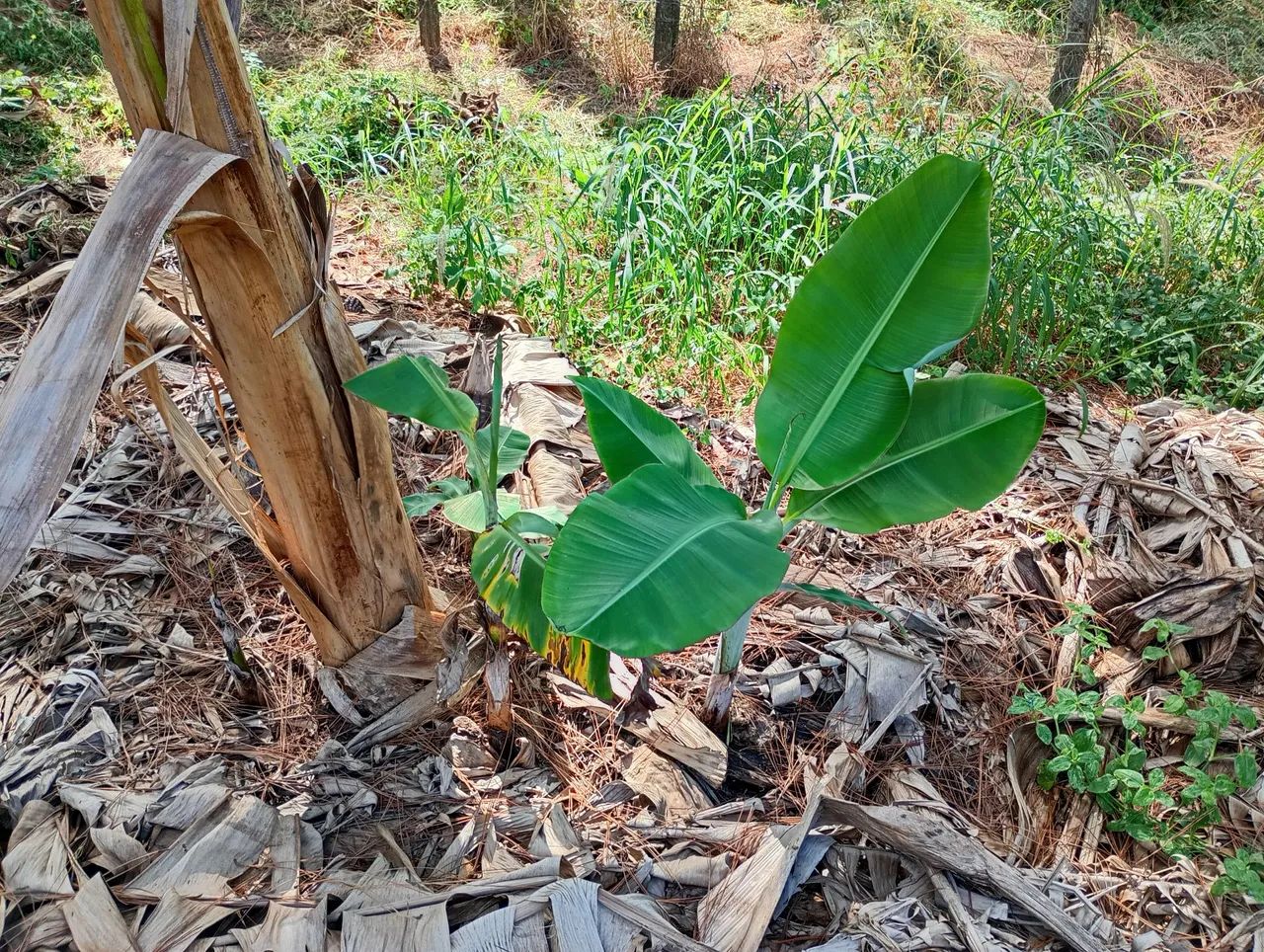 Muda de banana ? - Foto 5