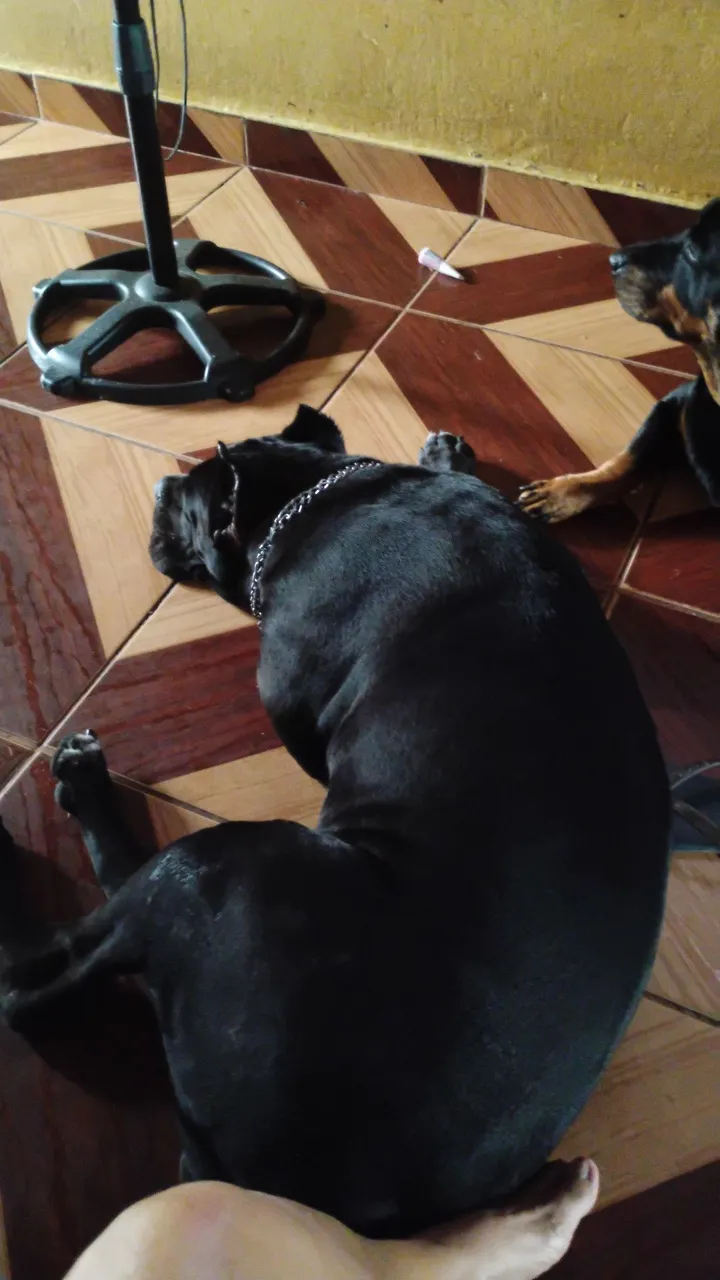 Cane corso fêmea 